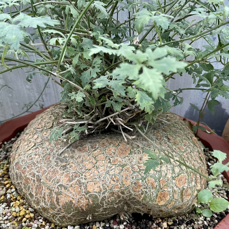 [上新]三裂史葫芦块根多肉植物ZygosicyosSPnorthernMadagascar
