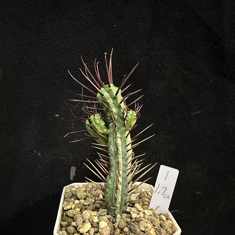 妩花肉[上新]黑刺麒麟木齿梳 Euphorbia enopla 红刺麒麟变种