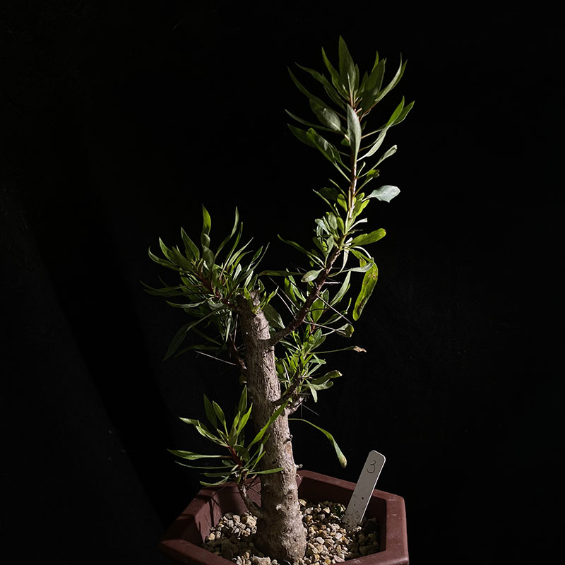 妩花肉紫福桂花 Fouquieria purpusii 潮玩热门块根多肉植物