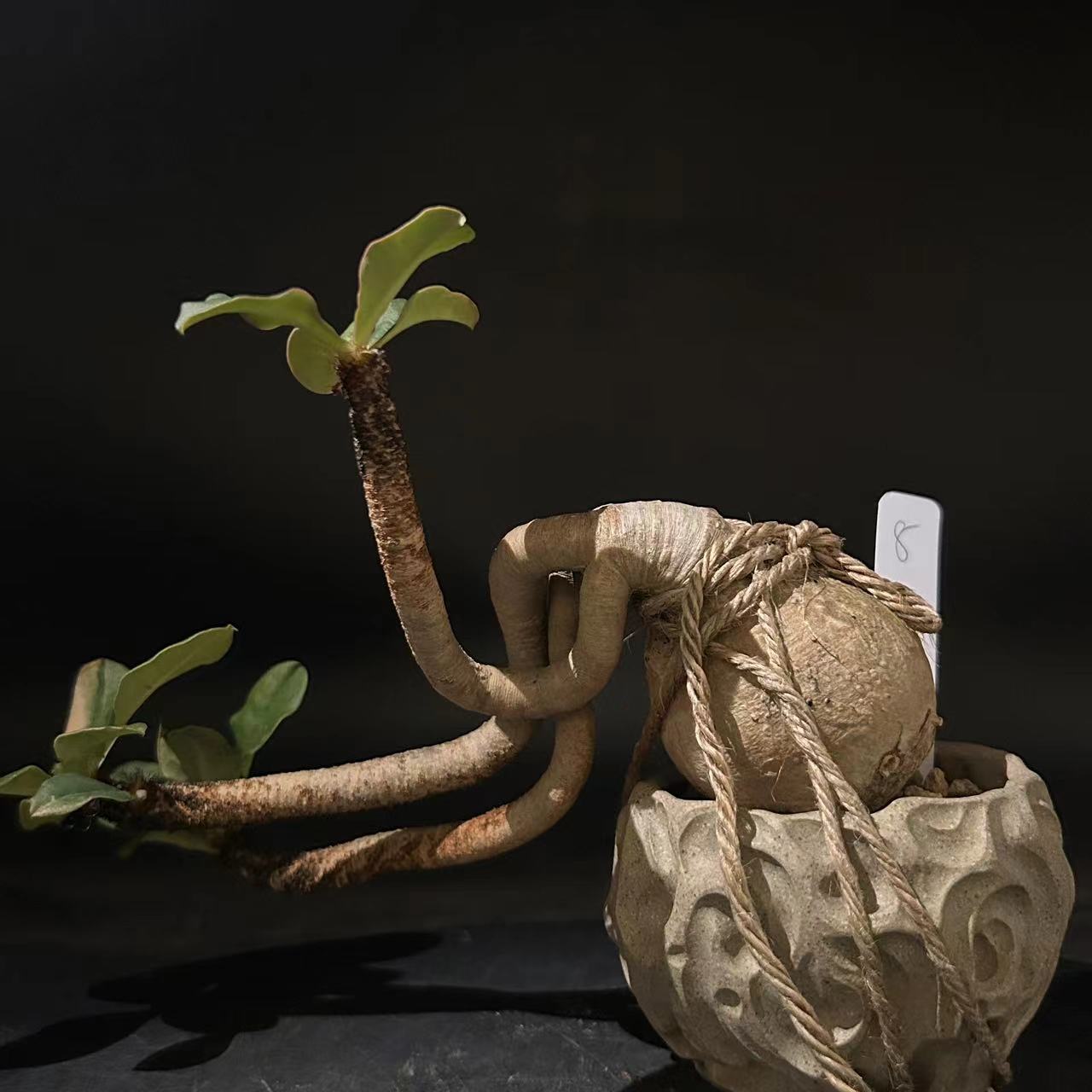 妩花肉[清仓]象鼻大戟Euphorbia ramena大戟科块根拉梅纳大戟