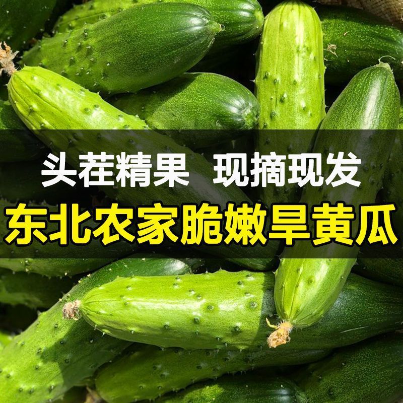 东北吉林梨树县新鲜旱黄瓜 送酱