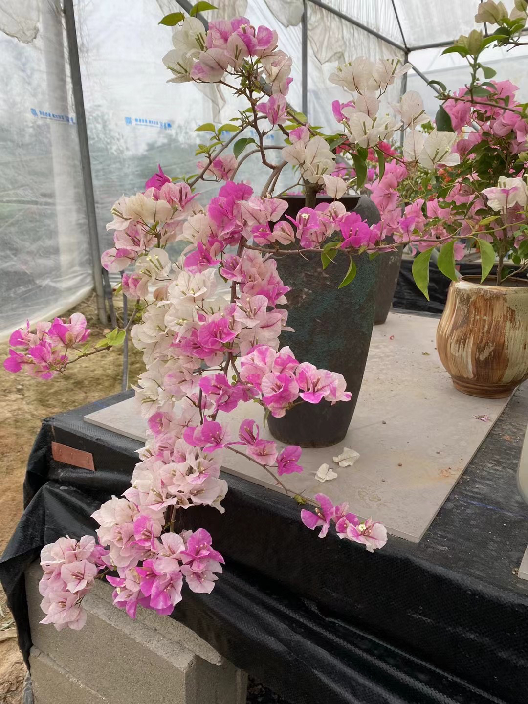 欢喜三角梅 一物一拍花姐三角梅  一物一拍精品盆栽