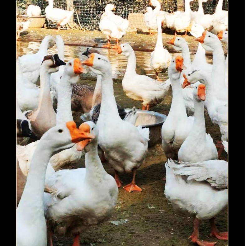 寿县咸水鹅铁锅炖大鹅新鲜隔年老鹅整只
