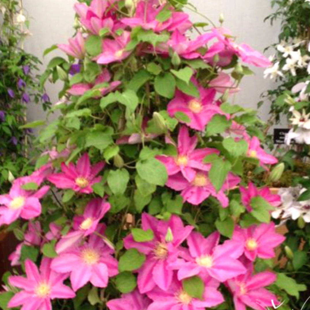 阿比林铁线莲小苗带花苞