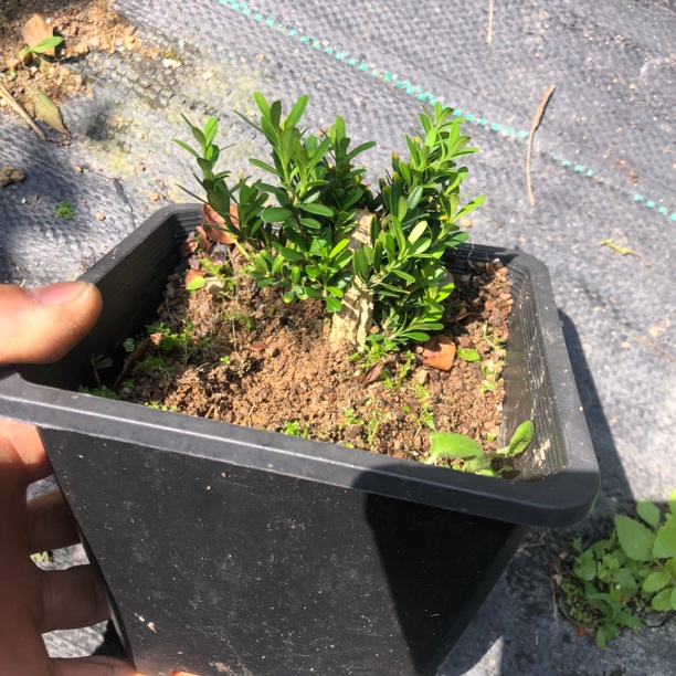 直播间一物一拍 岭南盆景