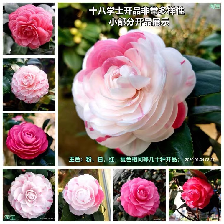 十八学士白底福建茶花正宗带花苞室内四季绿植多色山茶花树苗阳台