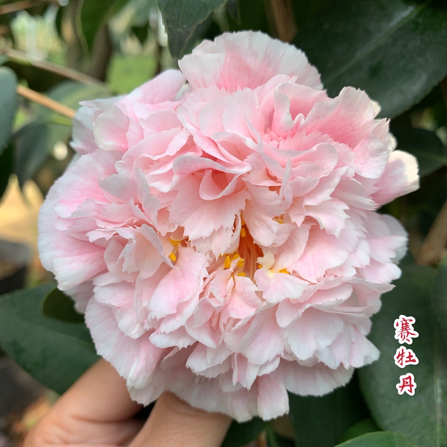 赛牡丹 福建龙岩名贵进口品种茶花苗巨型花庭院阳台绿植三赛超级