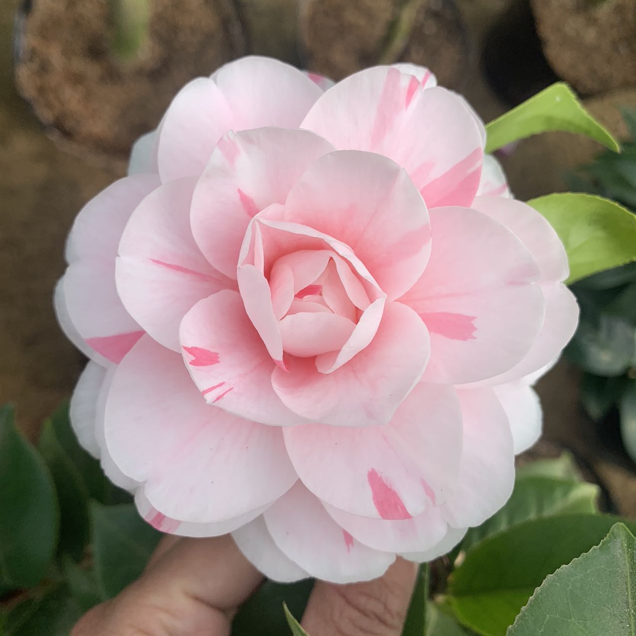 巨型茶花 乔伊一花多色品种花苗室外庭院花卉植物名贵山茶花苗白