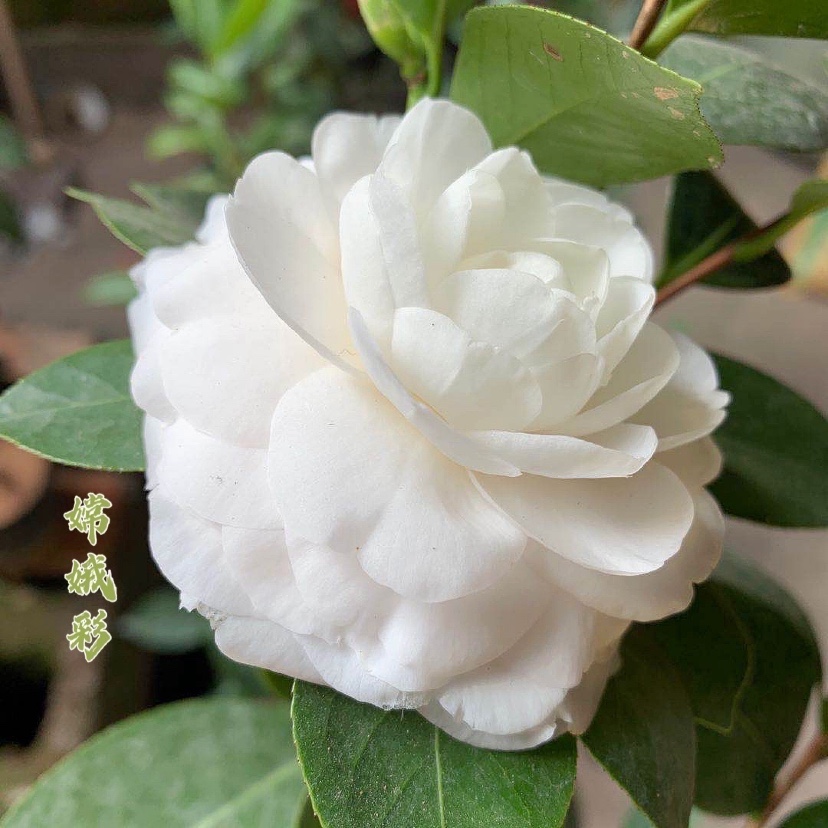 精品嫦娥彩茶花 室内绿植阳台挂线花卉盆栽观花观叶多色系植物白