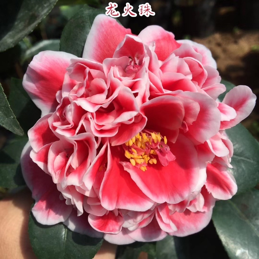 龙火珠茶花苗 绿植花卉盆栽 阳台客厅花苗庭院植物办公室盆景名贵