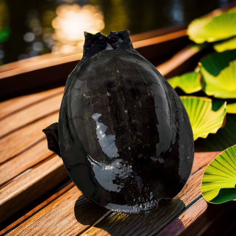 农村纯土货甲鱼 大黑花精品老鳖 小童甲