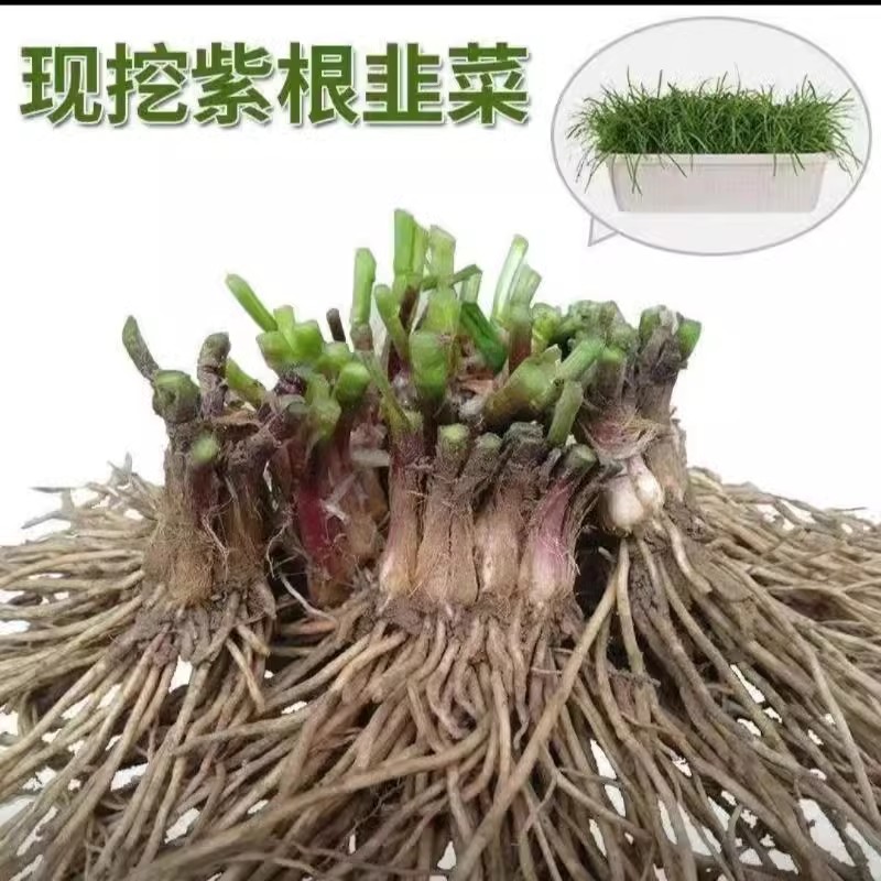 宽韭菜根紫根宽叶蔬菜四季大全庭院盆栽各种农家菜籽种苗多年生
