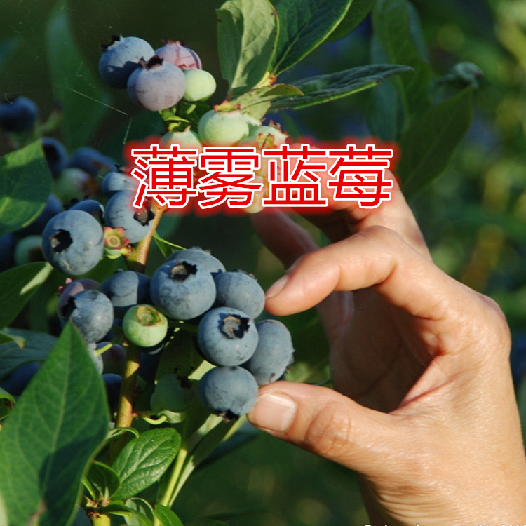 南高丛极丰产蓝莓苗密斯提Misty薄雾蓝莓农场直销蓝莓树苗果树苗