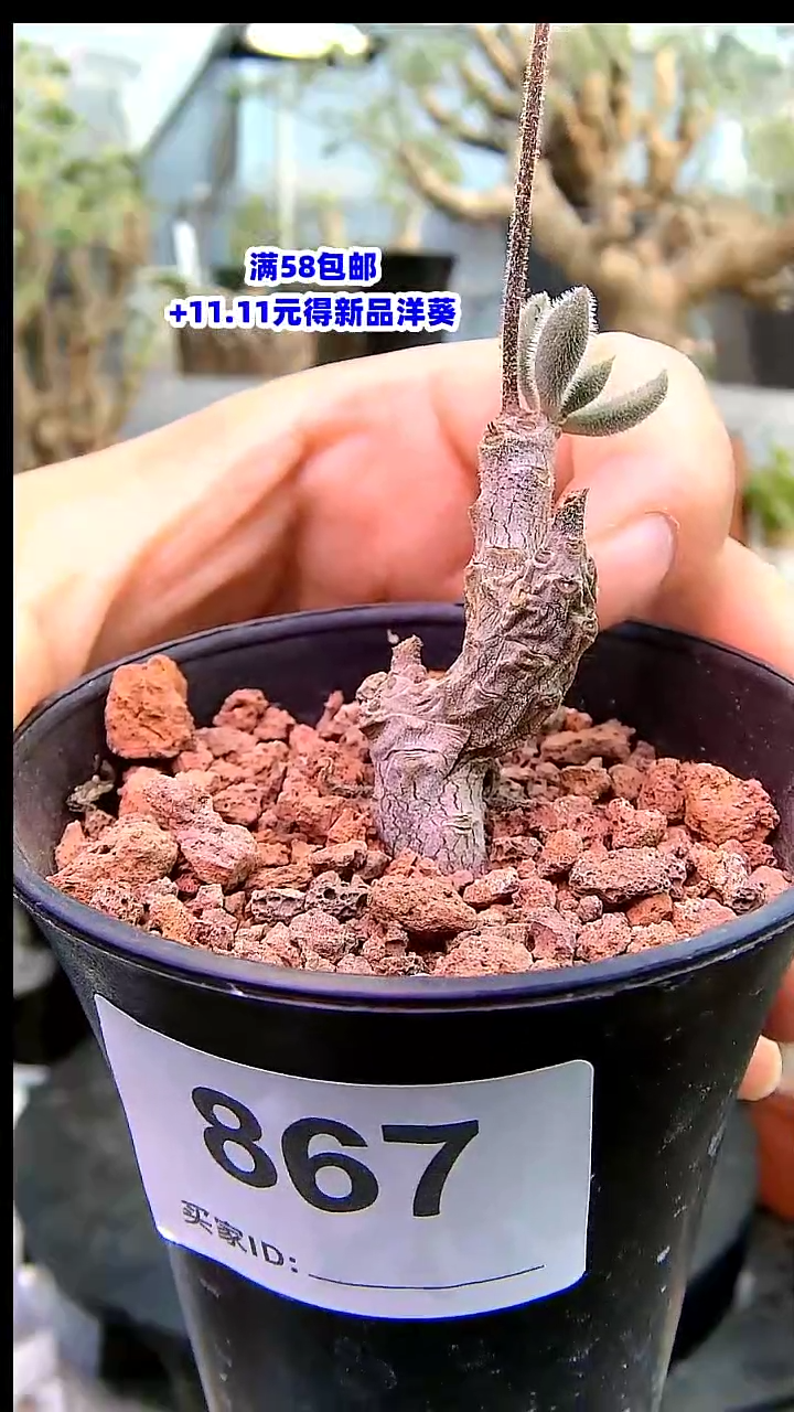 【闪购商品】乌泉锦奇峰锦属带盆发货