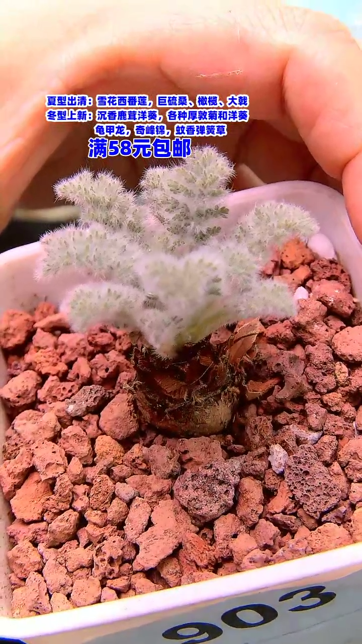 【闪购商品】羽叶洋葵