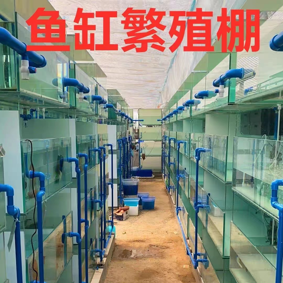 观赏鱼顺丰快递补差价运费专拍