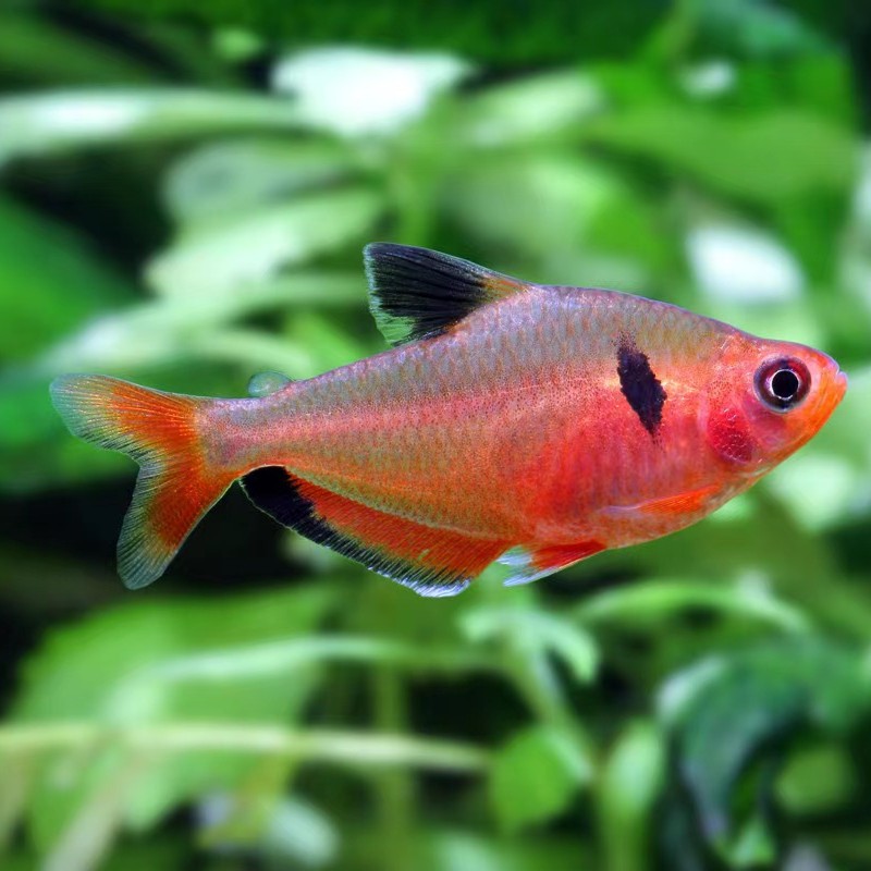 观赏鱼玫瑰扯旗鱼红鳍灯鱼红衣旗易新手鱼水草缸混养活体热带鱼