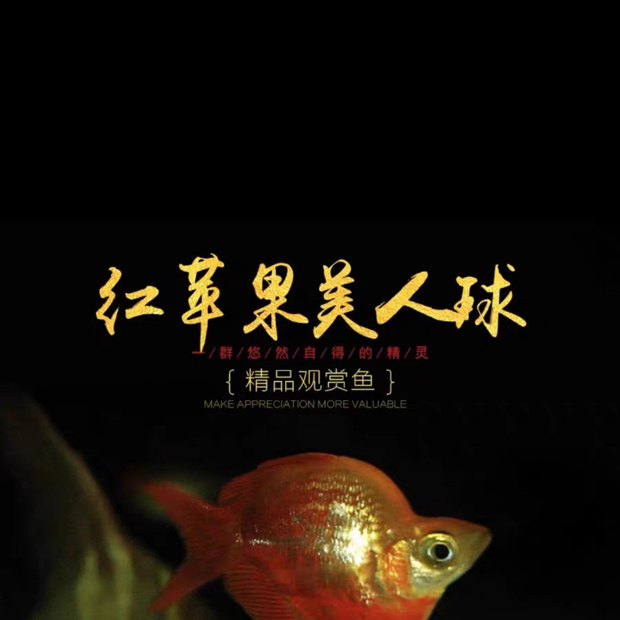 红苹果美人红尾电光美人球型石美人刚果美人鱼草缸热带观赏鱼活体