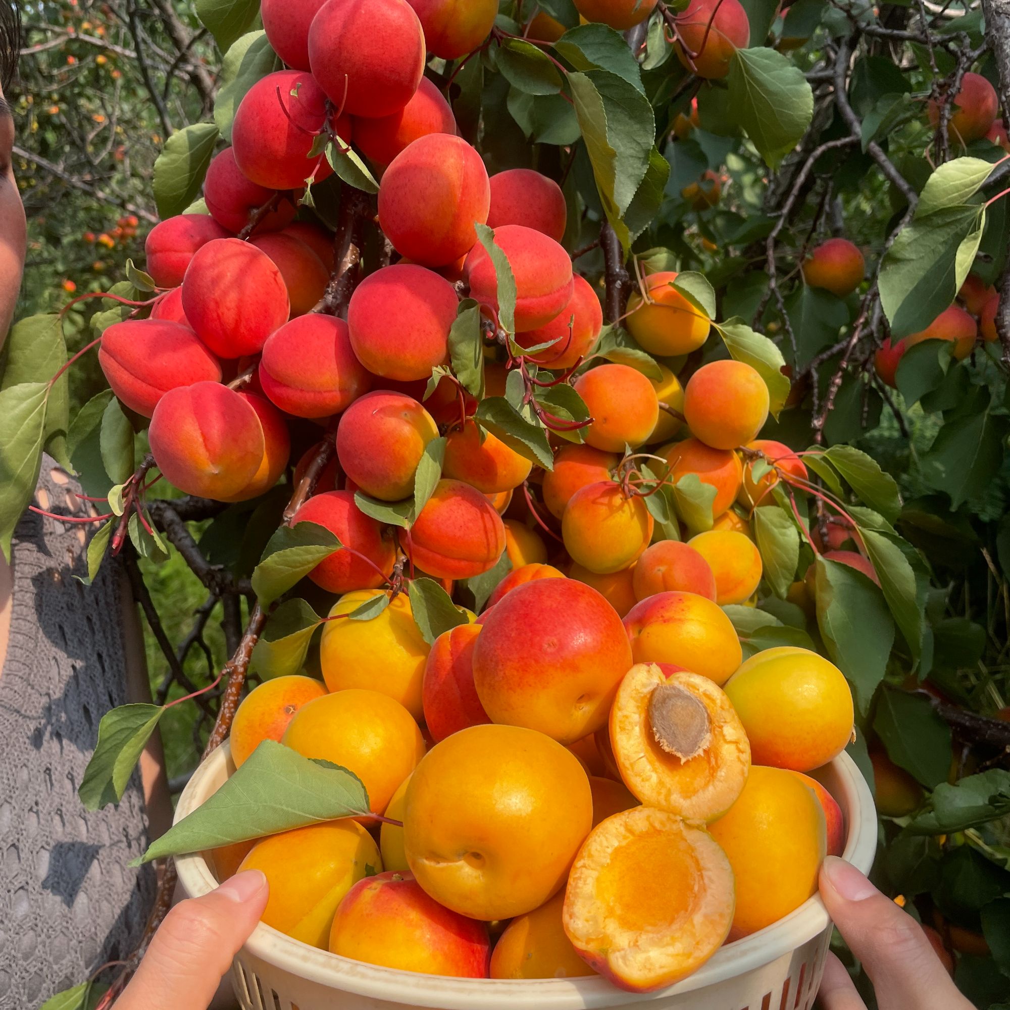 串枝红杏树苗（丰产稳产）