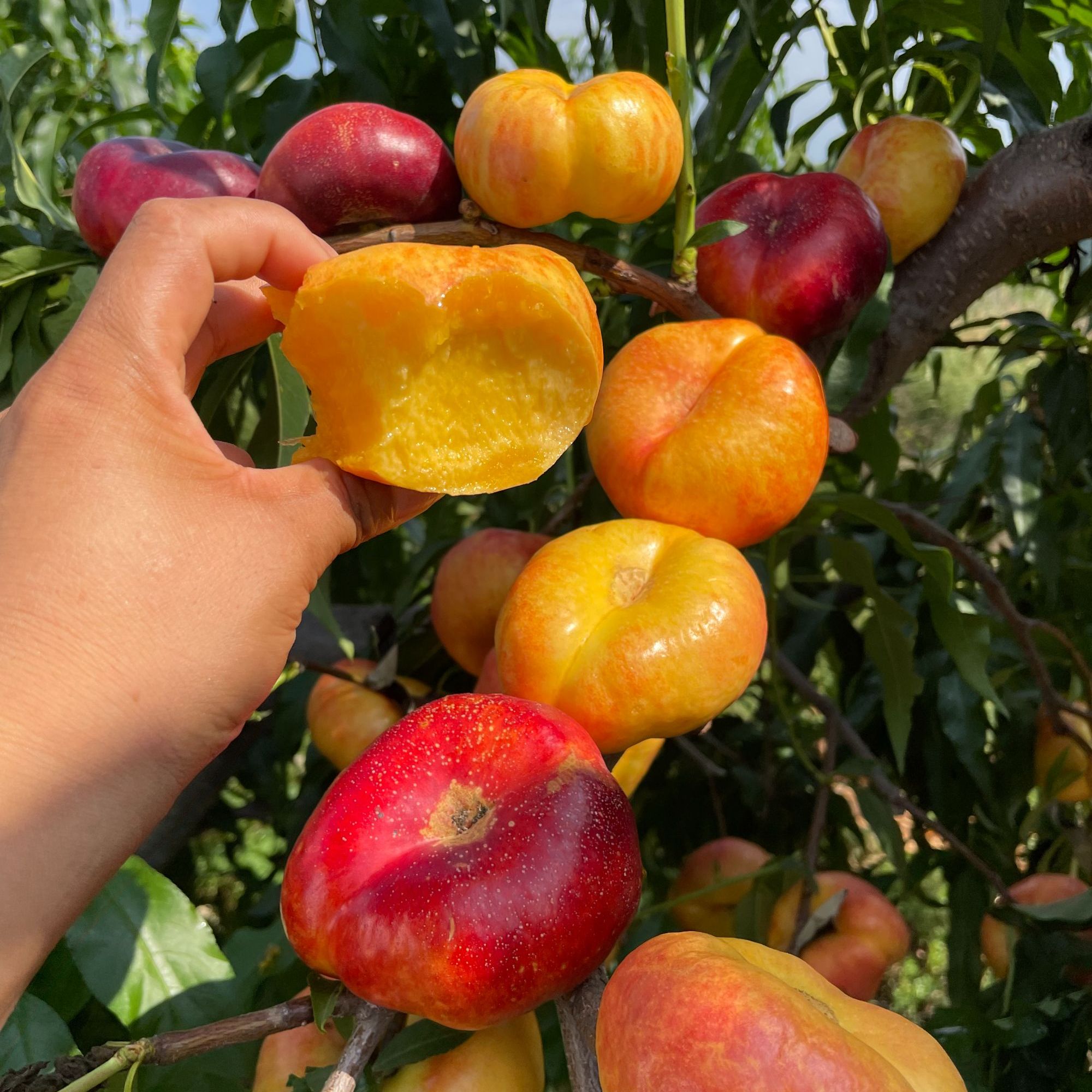 油蟠7-7油桃树苗