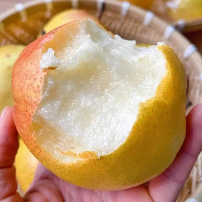 玉露香梨树苗（甘甜可口脆）