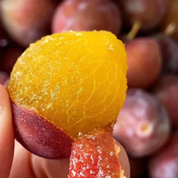 法兰西西梅李子树苗