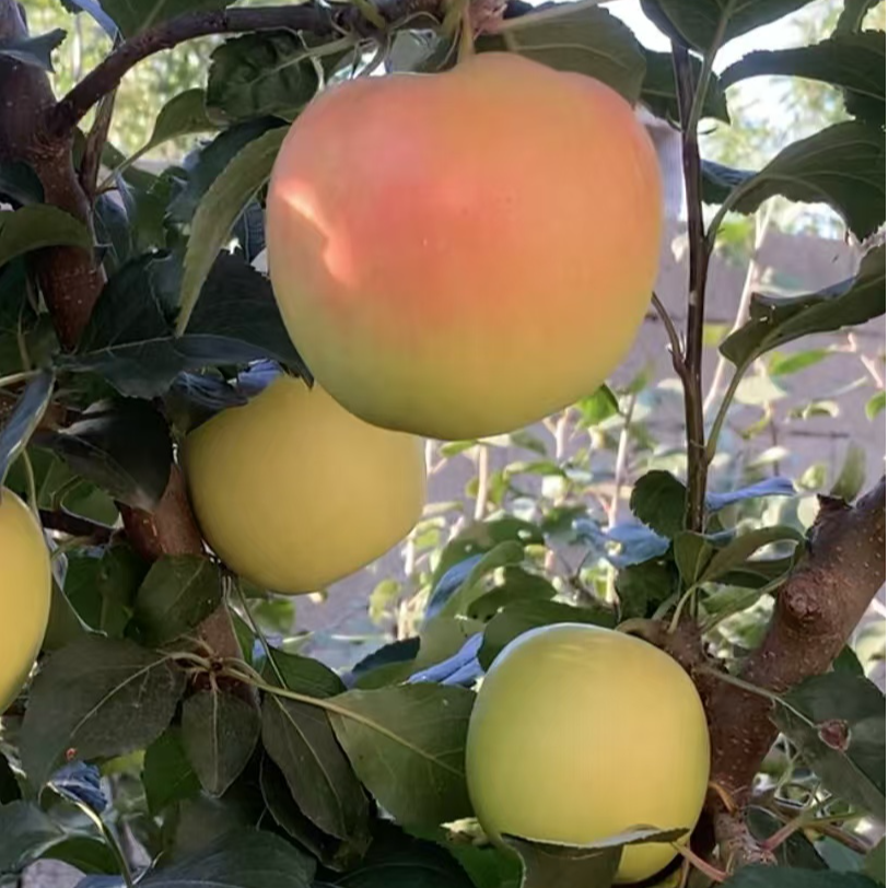 瑞雪苹果树苗（最新品种）