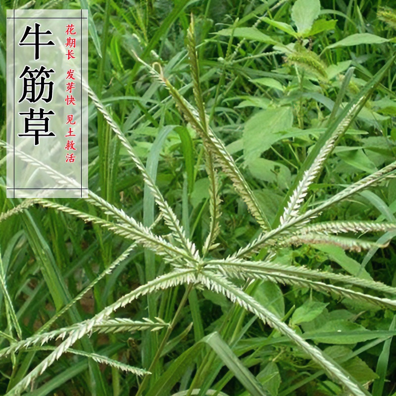 【牛筋草种子】四季简单种植牧草籽牛筋草种子护坡绿化种子草坪