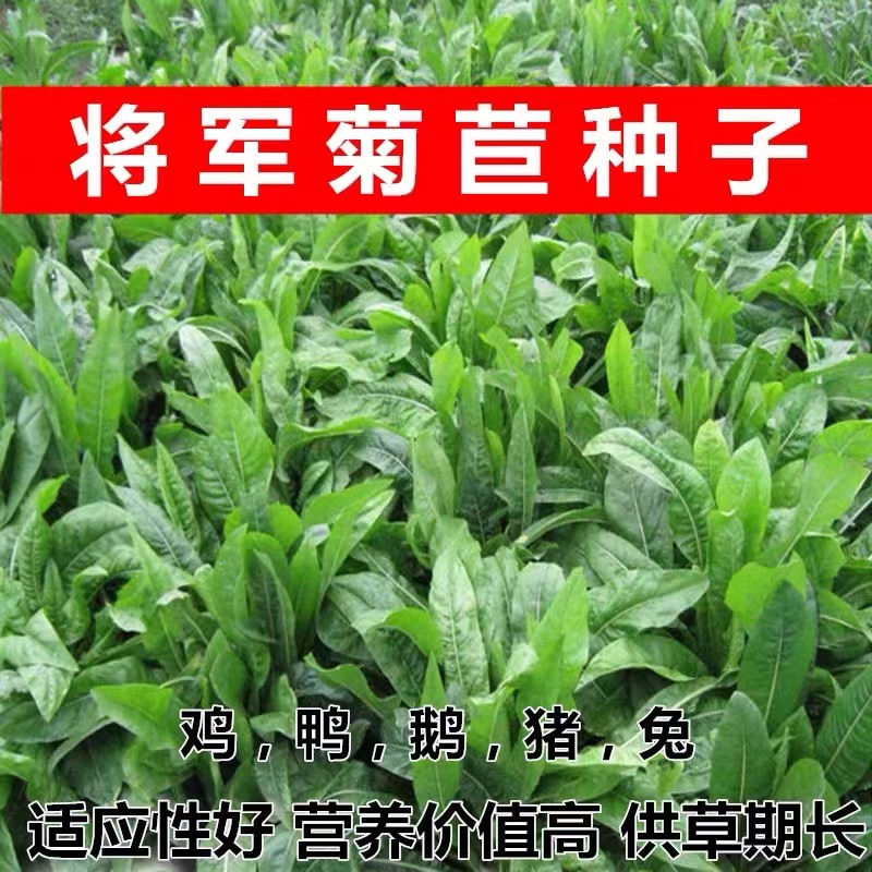 将军菊苣种子大叶菊苣草种籽四季多年生牧草种籽鸡鸭鹅鱼牧草种子