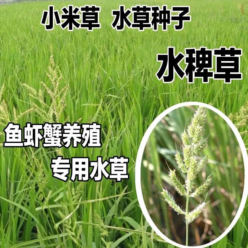 小米草种籽养殖水草虾蟹雀叶稗湖南稷子牧草种子水草草籽喂鱼草种