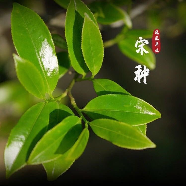 【宋种香番薯】浓香蜜韵正宗潮州凤凰单丛茶乌岽高山蜜兰香乌龙茶
