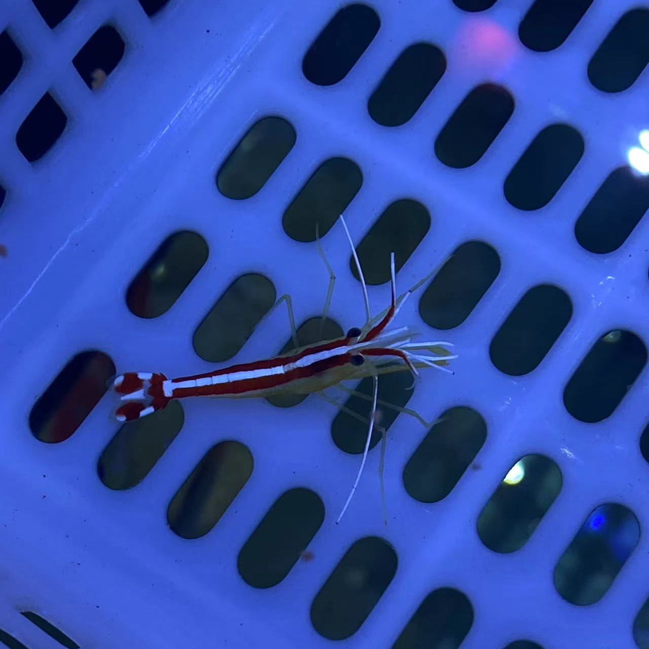 海水鱼医生虾养定