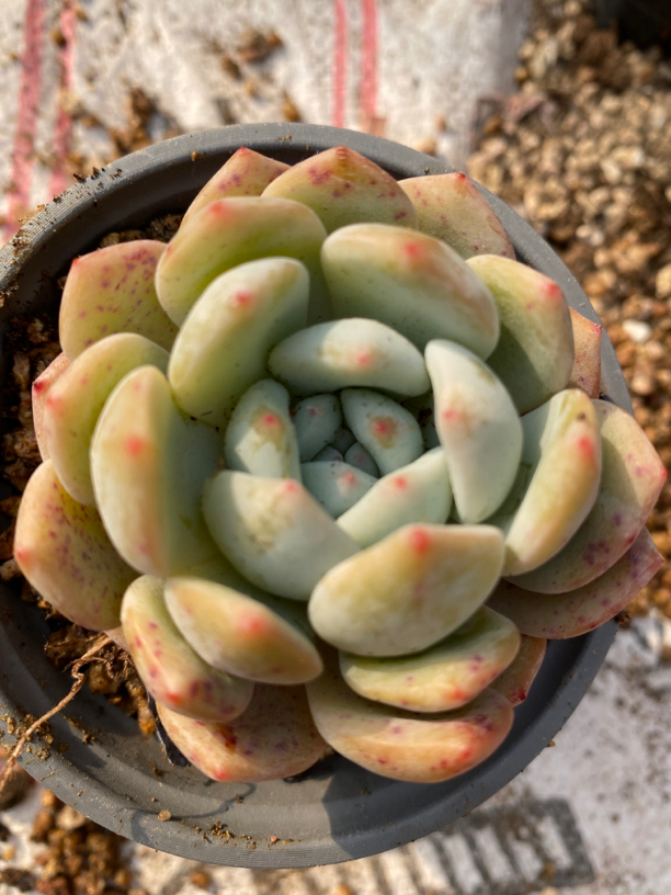 网红橙梦露随意搭配