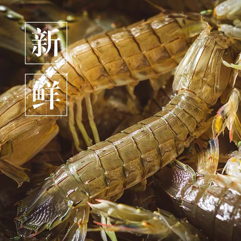 新鲜冷水皮皮虾18条左右江浙沪充氧其他省冷冻发【保鲜不包活】
