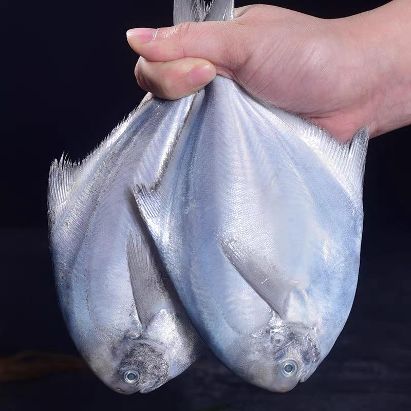 新鲜流网银鲳鱼一斤5-6条左右热气压冰发货