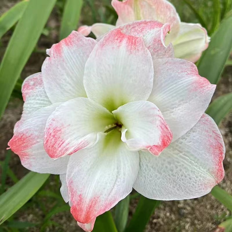 朱顶红【糖果黛丝】盆栽地栽