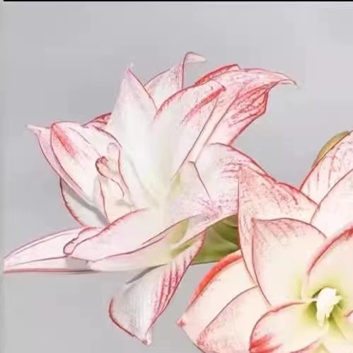 朱顶红【蒂卡之星】盆栽地栽