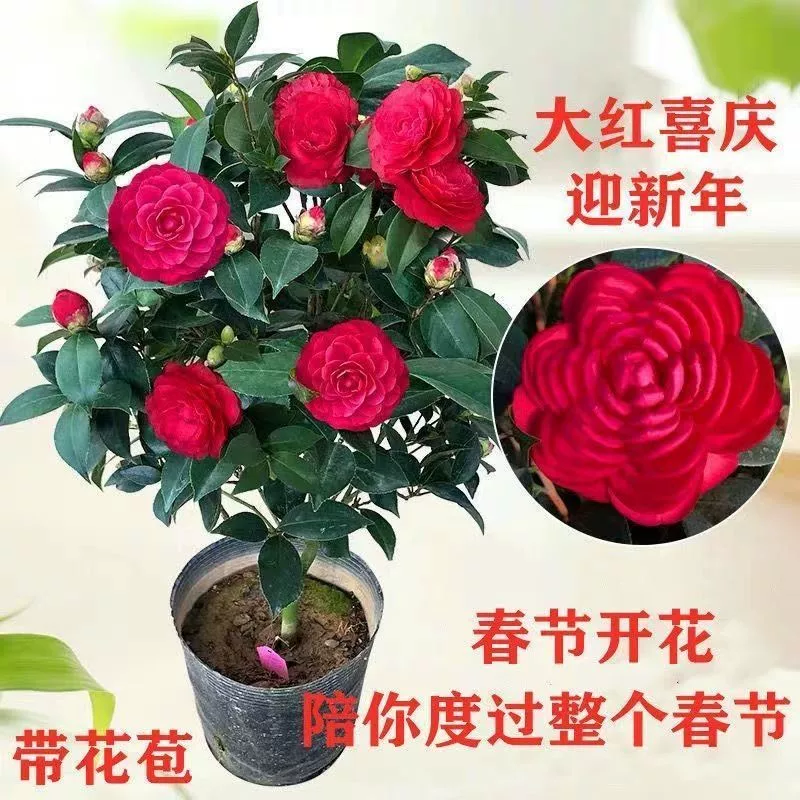 红赤丹茶花室内室外绿植花卉重瓣大花新手易养元原盆原土发货四季