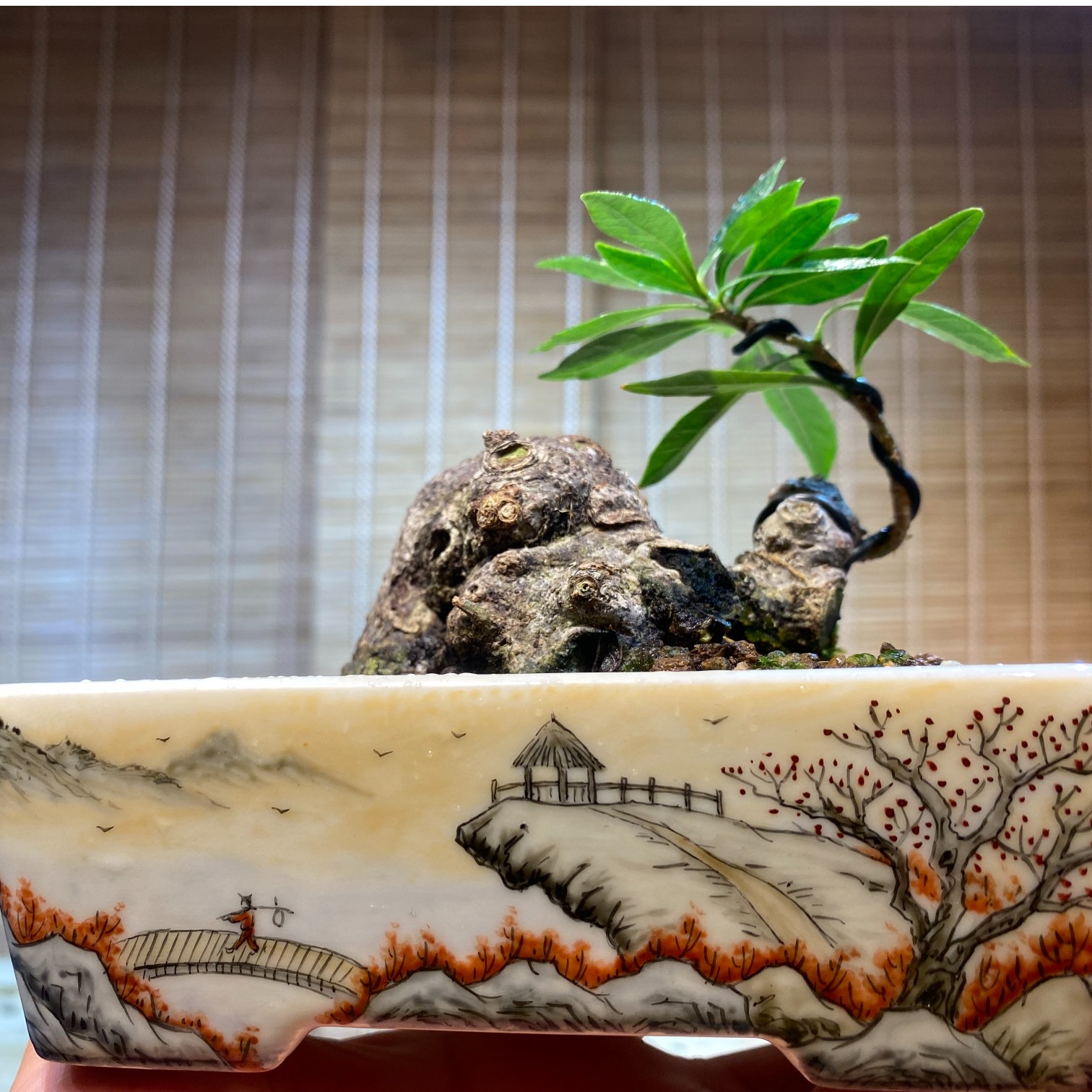 【添瑞盆景】海岛栀子花