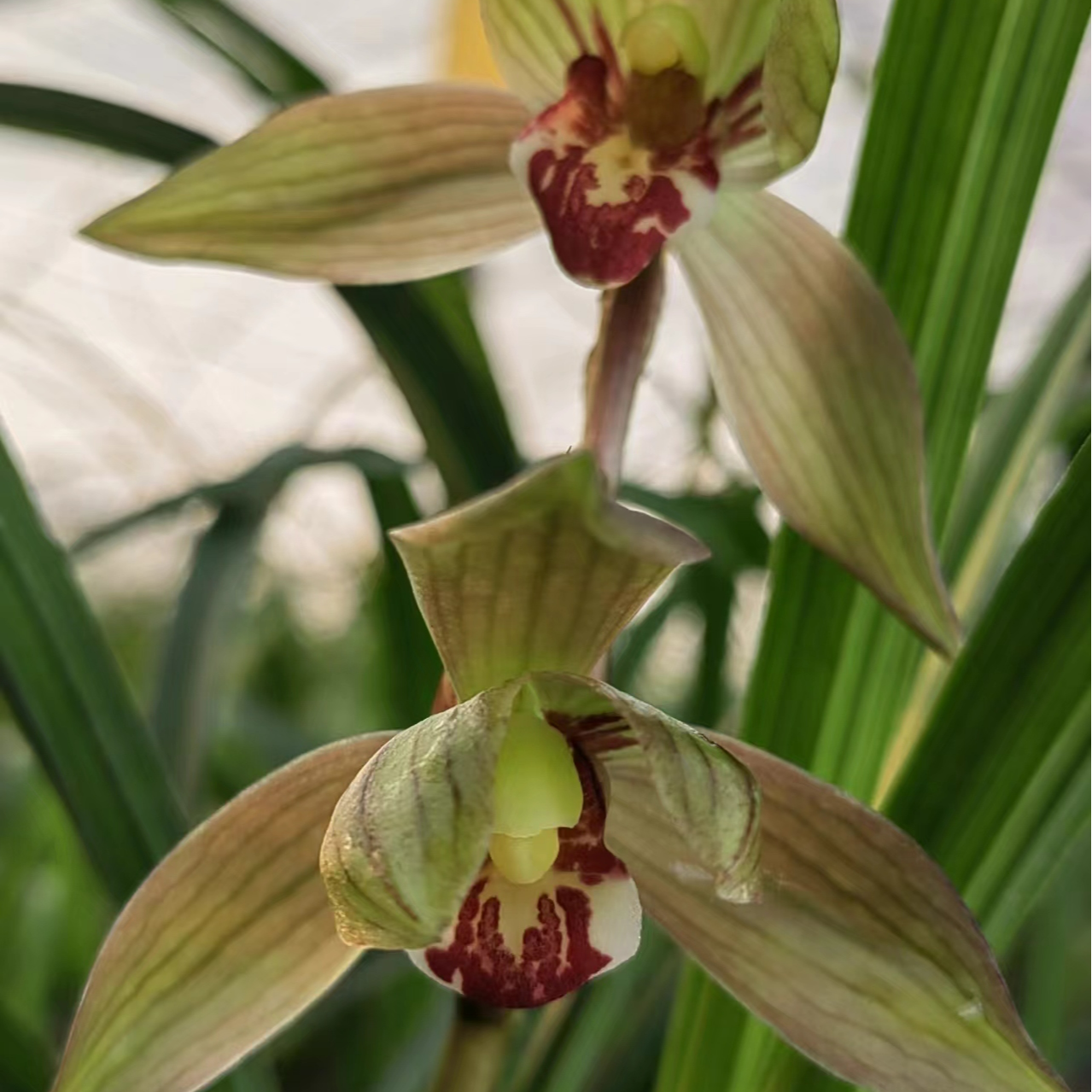 春剑太阳升龙头苗，品种保终身