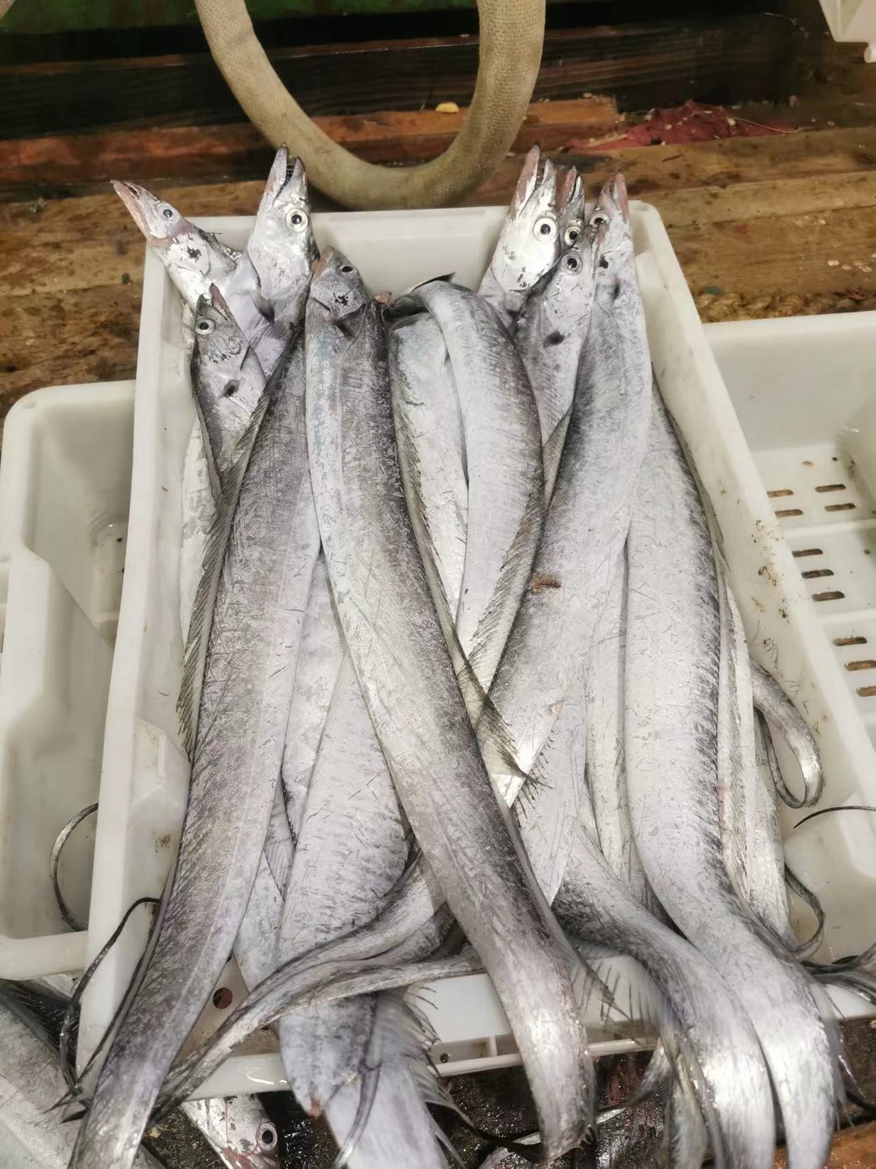 船冻带鱼自家渔船东海现捕3斤去嘴去尾剪断发货