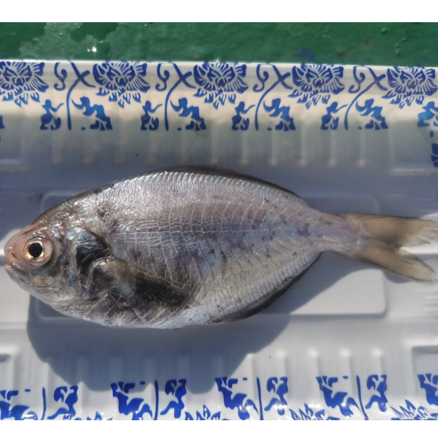 东海野生肉鲳鱼自家渔船现捕现捞