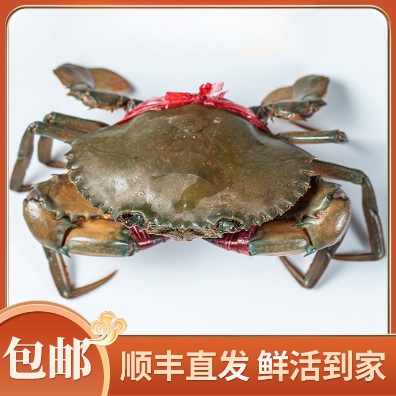 【宠粉款】膏蟹 红膏母蟹 包膏包肥包活 顺丰福建泉州发货