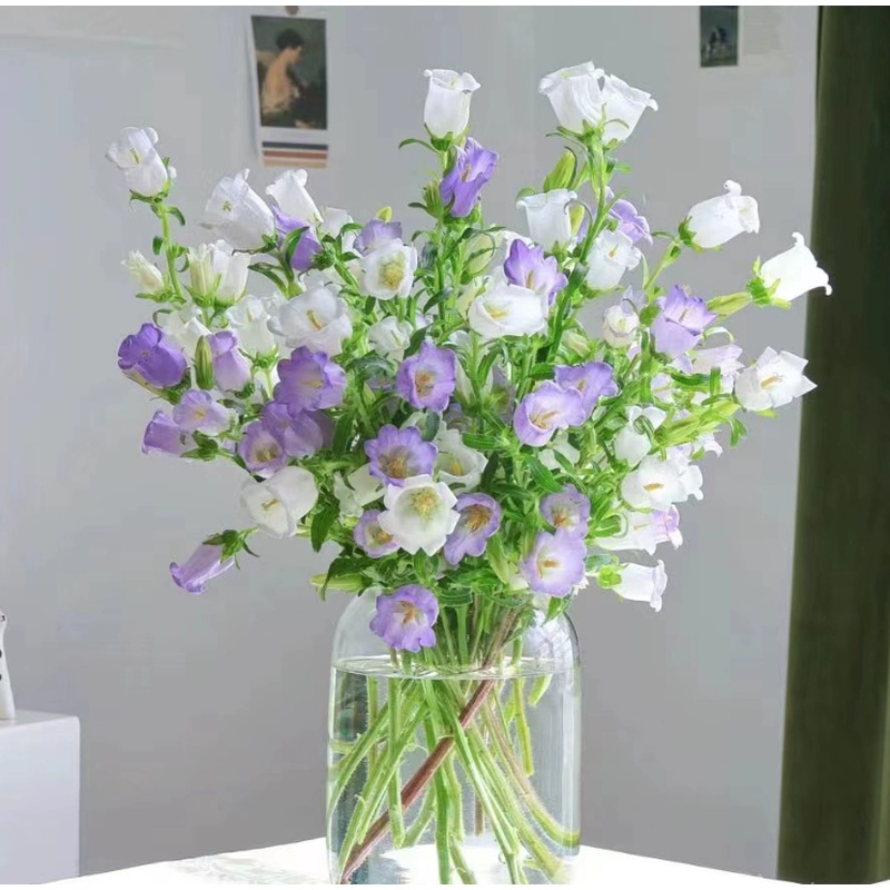 沈阳晓全花行风铃花