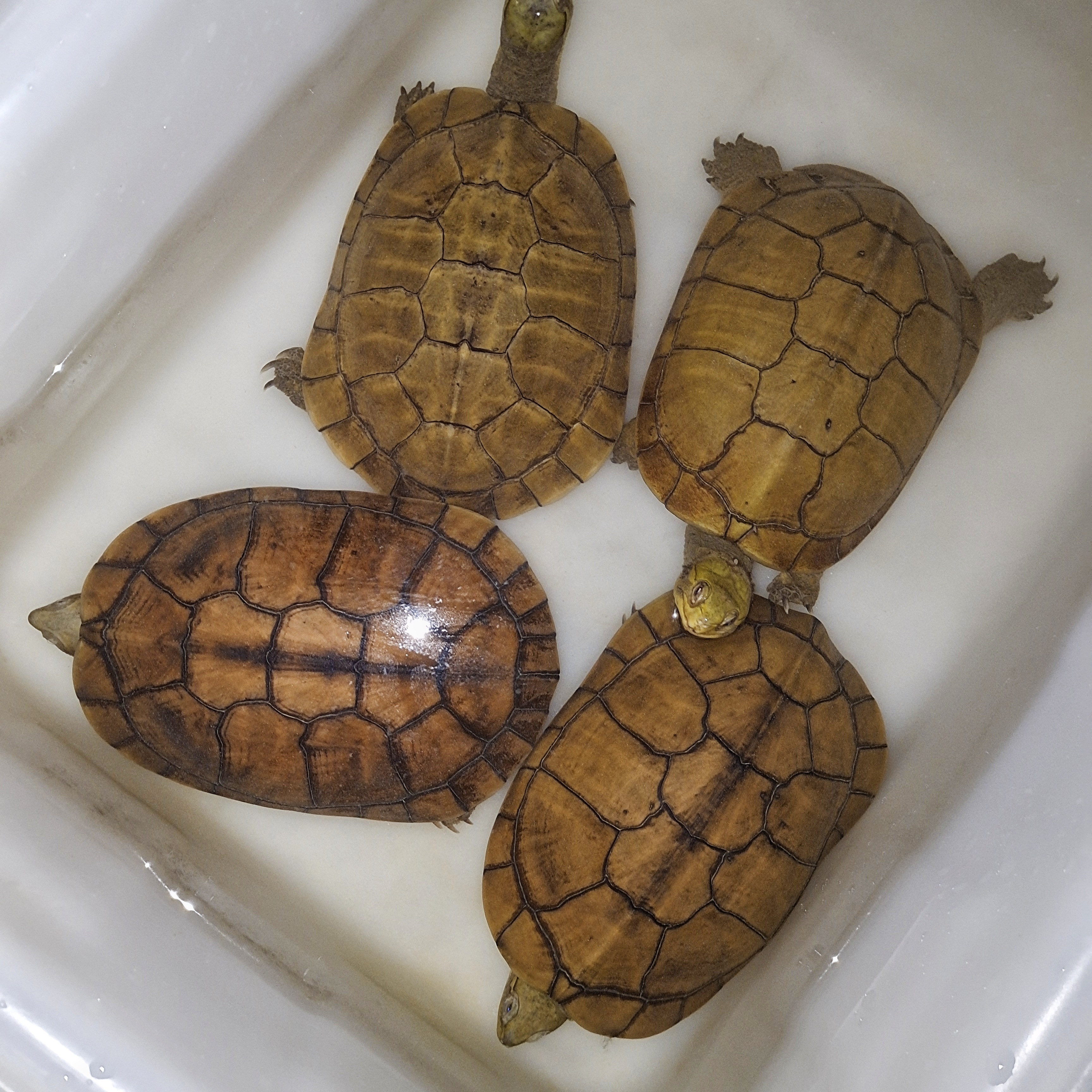 人工繁殖喉苗，纯小仿野小青，直播间挑选，私拍不发