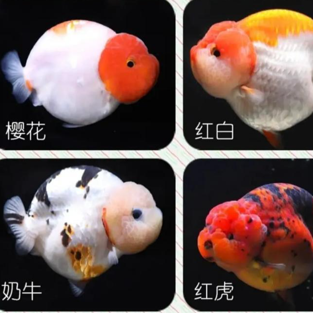 渔场直销福利观赏鱼金鱼（直播专用）