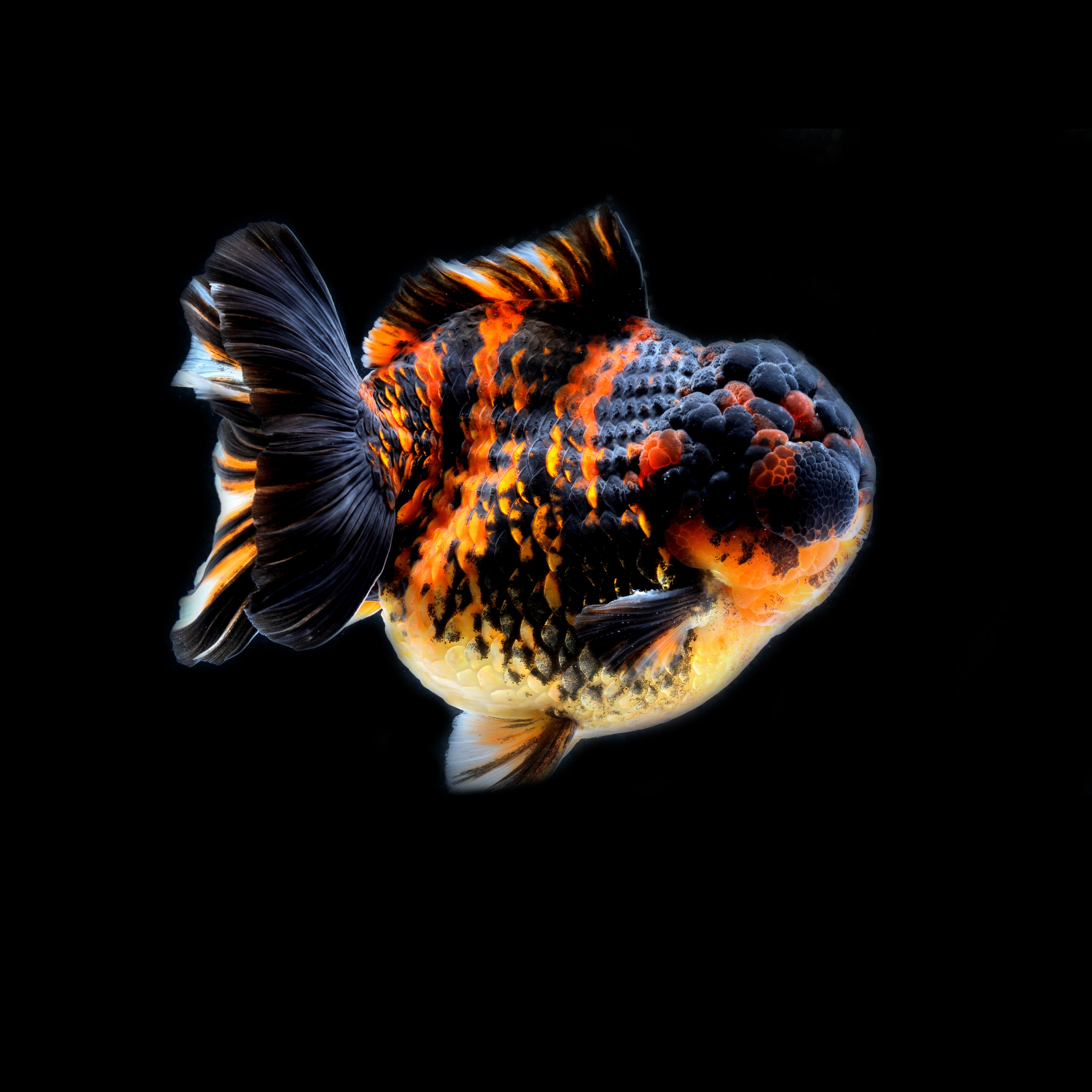 清远唐氏精品元宝狮，短尾狮金鱼专拍