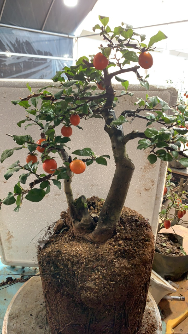 老鸭盆栽绿花卉庭院阳台盆景