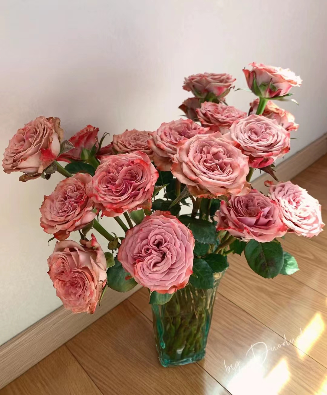 千万花卉基地 --【卡布奇诺】  20枝 包邮
