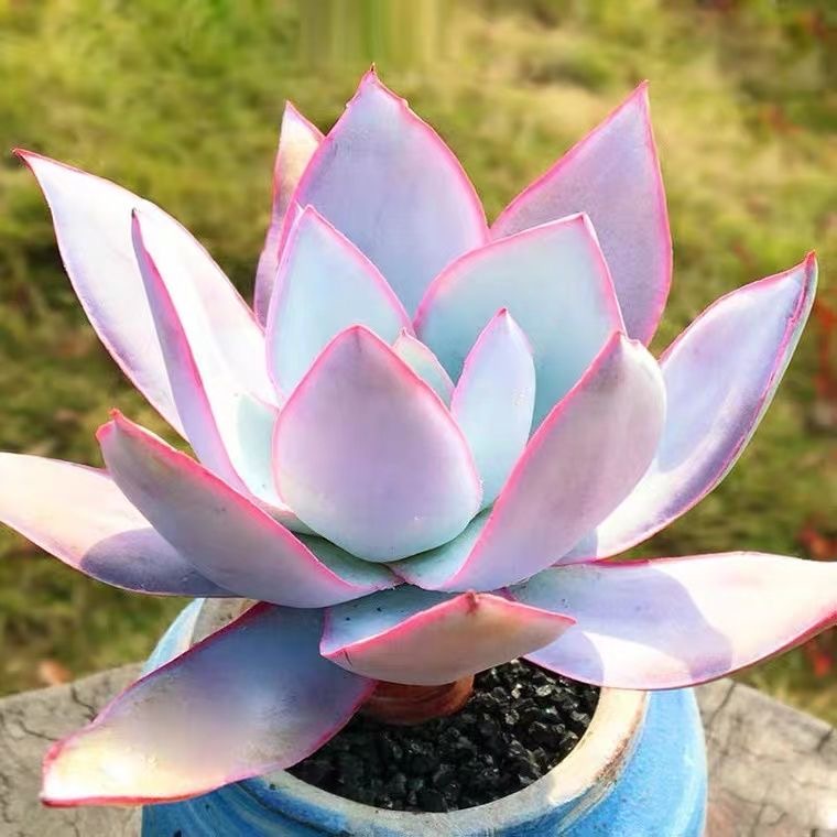 广寒宫晚霞多肉植物三仙新手养室内阳台办公室花卉盆栽绿植多头